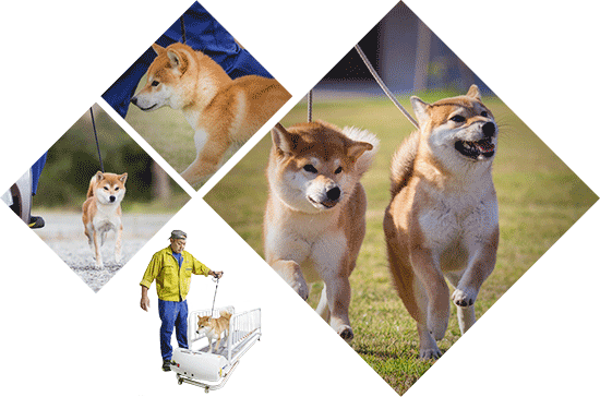 運動