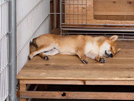 Sleeping Shiba dog feeling secured