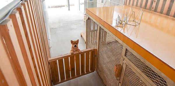 Special cage to separate puppies from their mother