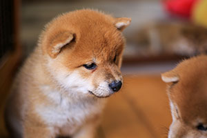 shiba-inu puppies