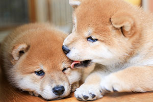 shiba-inu puppies