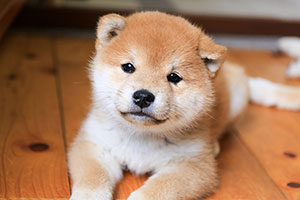 shiba-inu puppies