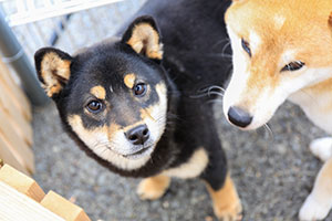 黒柴の仔犬