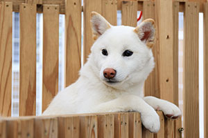 柴犬の仔犬独り立ち