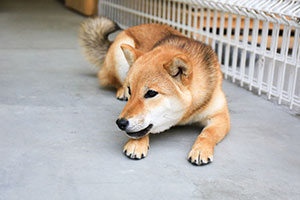 柴犬の仔犬独り立ち