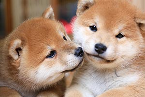 shiba-inu puppies